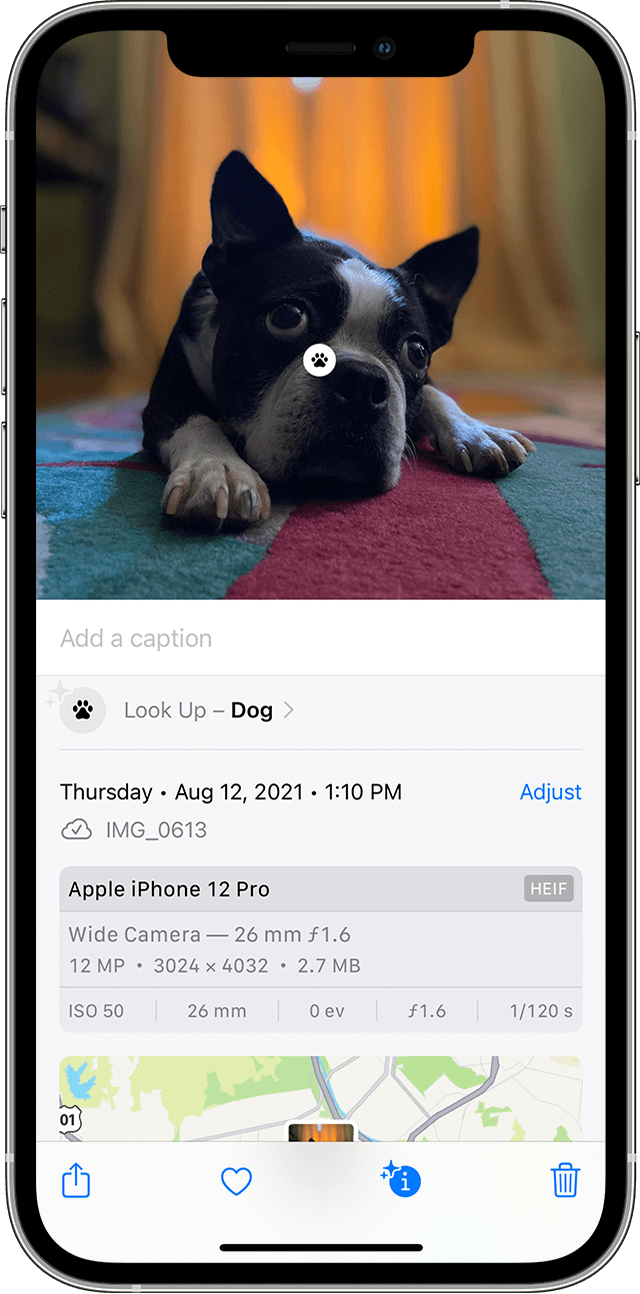 An iPhone user uses Visual Look Up to identify the breed of the dog in a photo
