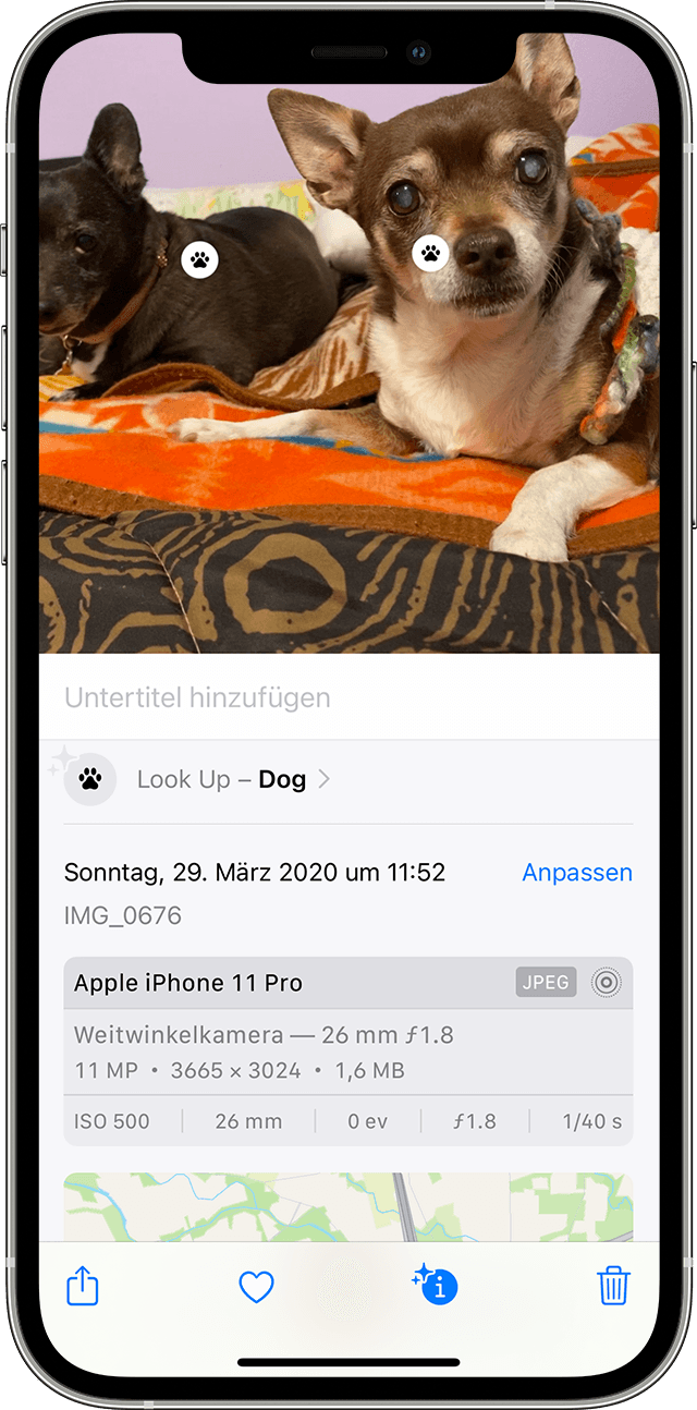 Ein iPhone-Benutzer verwendet „Visuelles Nachschlagen“, um die Rasse des Hundes auf einem Foto festzustellen.