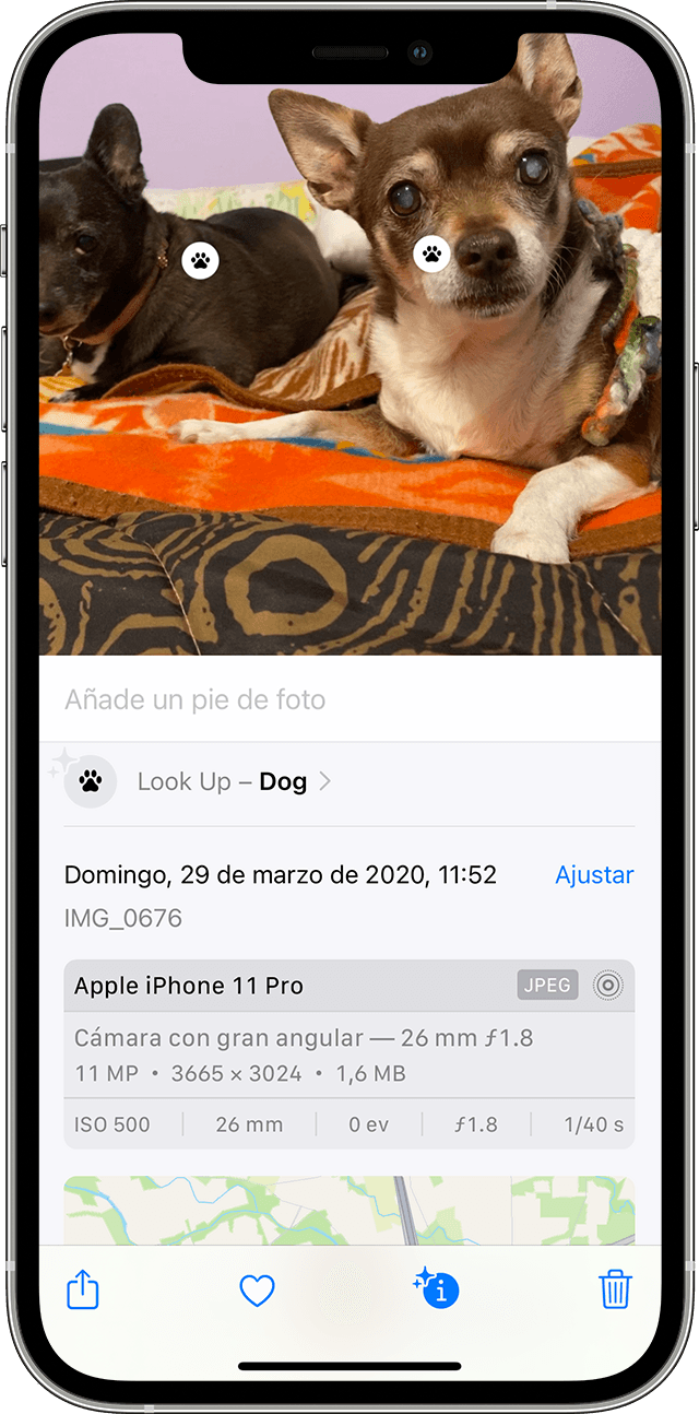 Un usuario de iPhone usa Búsqueda visual para identificar la raza del perro en una foto