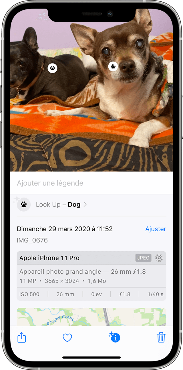 Un utilisateur d’iPhone se sert de la fonctionnalité Recherche visuelle pour identifier la race du chien qui apparaît sur une photo